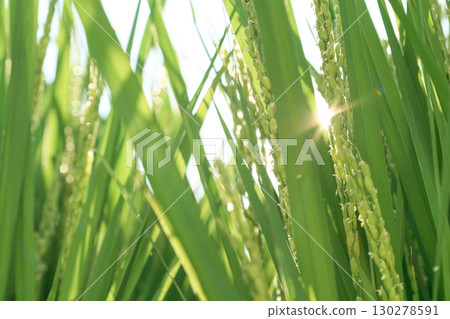 A view of rice fields when the rice flowers bloom. Rice fields in late August A view of rice fields when the rice flowers bloom. Rice fields in late August 130278591