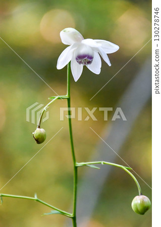 銀蓮花屬 銀蓮花屬 130278746