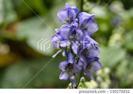 附子花3 130278832
