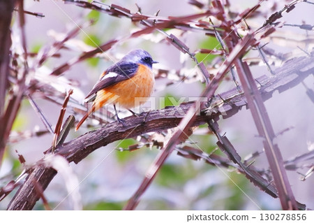 Yobitaki stopping on branches Yobitaki stopping on branches 130278856