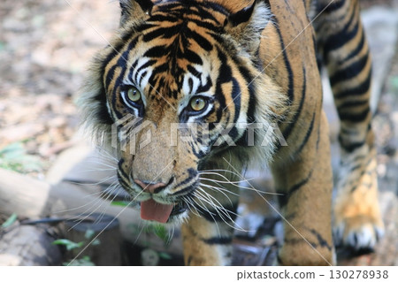 tiger tiger sumatran tiger tiger tiger tiger sumatran tiger tiger 130278938
