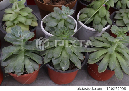 Echeveria Reia Tanaka leaf and succulent plant Echeveria Reia Tanaka leaf and succulent plant 130279008