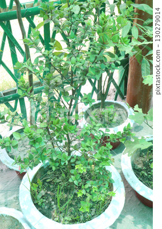 Boxleaf Eugenia flower plant on pot 130279014