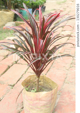 Cordyline leaf plant on farm 130279016