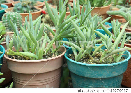 Curio ficoides succulent and leaf plant on pot Curio ficoides succulent and leaf plant on pot 130279017