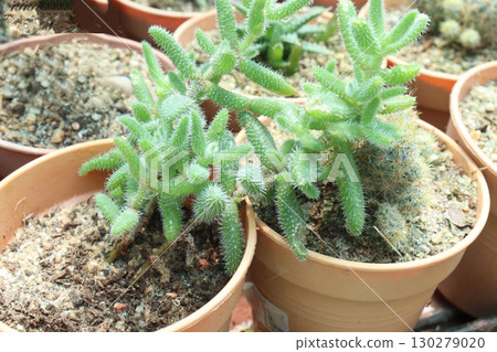 Delosperma echinatum succulent leaf plant on pot 130279020