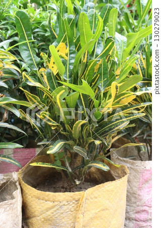 Croton Banana leaf plant on bag Croton Banana leaf plant on bag 130279023