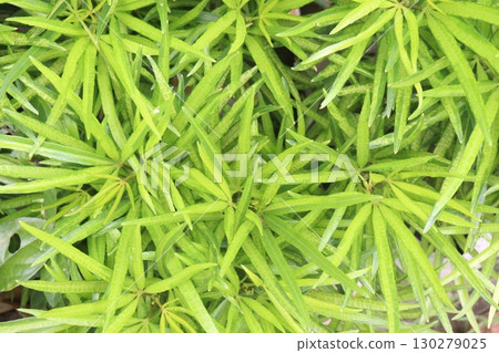 Cascabela thevetia flower plant on bag Cascabela thevetia flower plant on bag 130279025