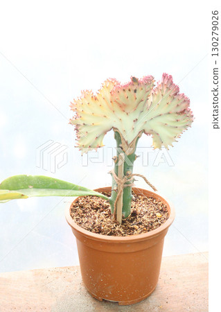 Euphorbia lactea cactus leaf plant on pot Euphorbia lactea cactus leaf plant on pot 130279026