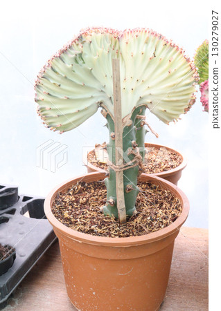 Euphorbia lactea cactus leaf plant on pot Euphorbia lactea cactus leaf plant on pot 130279027