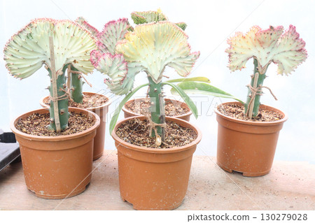 Euphorbia lactea cactus leaf plant on pot 130279028