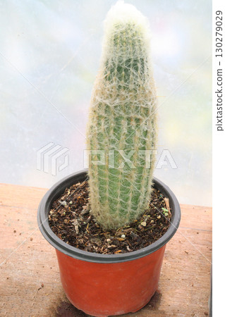 Espostoa lanata cactus plant on pot Espostoa lanata cactus plant on pot 130279029