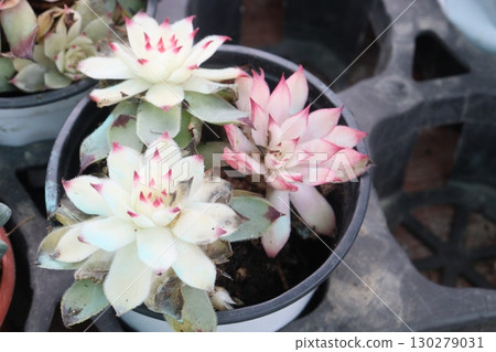 Echeveria Mebina succulent leaf plant on pot 130279031