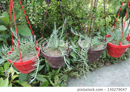 Curio ficoides succulent and leaf plant on pot 130279047