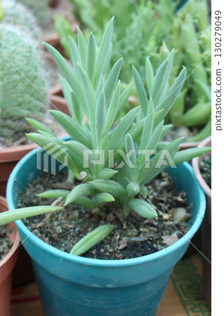 Curio ficoides succulent and leaf plant on pot 130279049