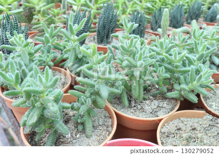Delosperma echinatum succulent leaf plant on pot 130279052