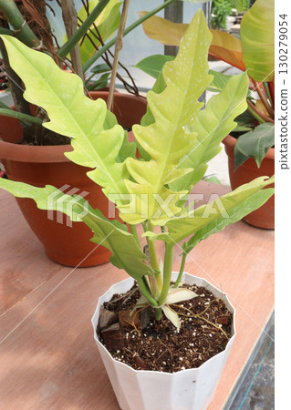 Golden Crocodile Philodendron leaf plant on pot Golden Crocodile Philodendron leaf plant on pot 130279054