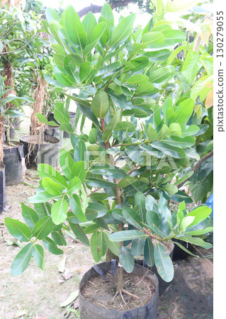 Calophyllum inophyllum flower plant on pot Calophyllum inophyllum flower plant on pot 130279055
