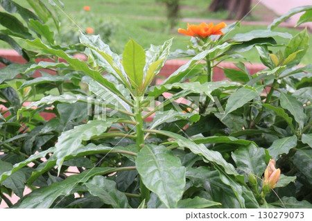 Leuenbergeria bleo, formerly Pereskia bleo flower plant 130279073