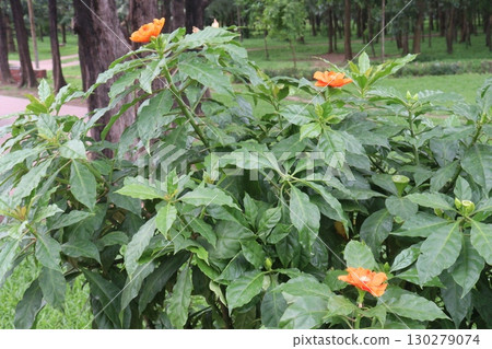 Leuenbergeria bleo, formerly Pereskia bleo flower plant 130279074