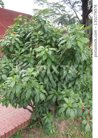 Leuenbergeria bleo, formerly Pereskia bleo flower plant Leuenbergeria bleo, formerly Pereskia bleo flower plant 130279076