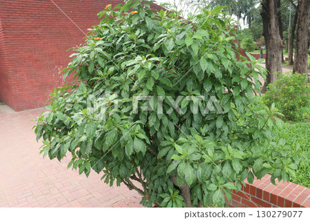 Leuenbergeria bleo, formerly Pereskia bleo flower plant Leuenbergeria bleo, formerly Pereskia bleo flower plant 130279077