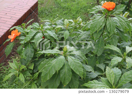 Leuenbergeria bleo, formerly Pereskia bleo flower plant Leuenbergeria bleo, formerly Pereskia bleo flower plant 130279079