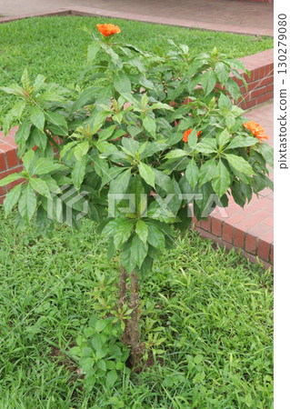 Leuenbergeria bleo, formerly Pereskia bleo flower plant 130279080