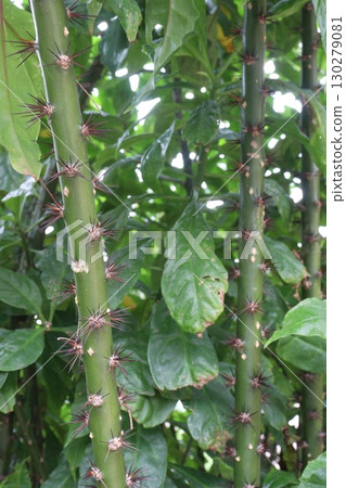 Leuenbergeria bleo, formerly Pereskia bleo flower plant 130279081
