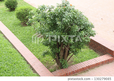 Leuenbergeria bleo, formerly Pereskia bleo flower plant 130279085