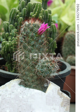 Mammillaria microhelia cactus and succulent plant Mammillaria microhelia cactus and succulent plant 130279092