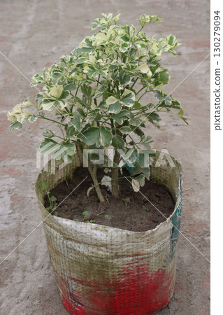 Variegated Ball Aralia (Polyscias fruticosa) leaf plant Variegated Ball Aralia (Polyscias fruticosa) leaf plant 130279094