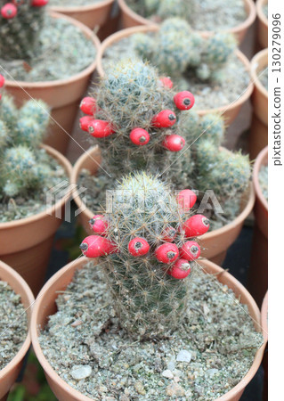 Mammillaria prolifera cactus and succulent plant Mammillaria prolifera cactus and succulent plant 130279096