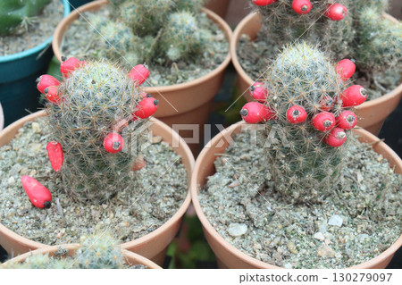 Mammillaria prolifera cactus and succulent plant Mammillaria prolifera cactus and succulent plant 130279097