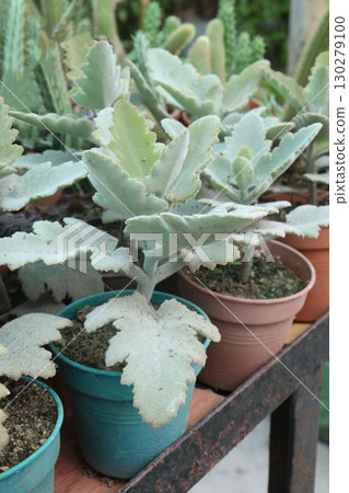 Oak leaf kalanchoe leaf succulent plant on pot 130279100