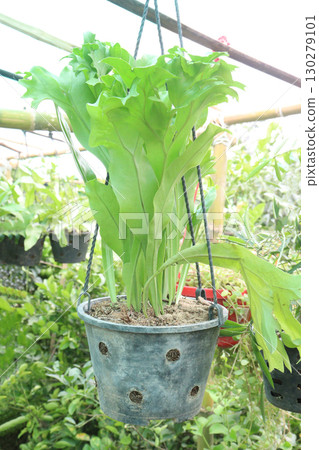 Polypodium polycarpon, commonly called resurrection fern 130279101