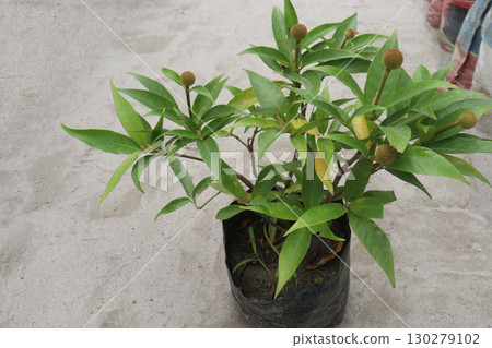 Neonauclea flower plant on bag 130279102