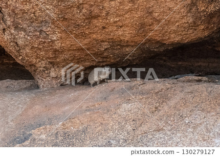 Hyrax near spitzkoppe Hyrax near spitzkoppe 130279127