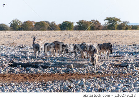 Zebra in Etosha 130279128