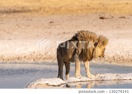 Lion in Etosha Lion in Etosha 130279141