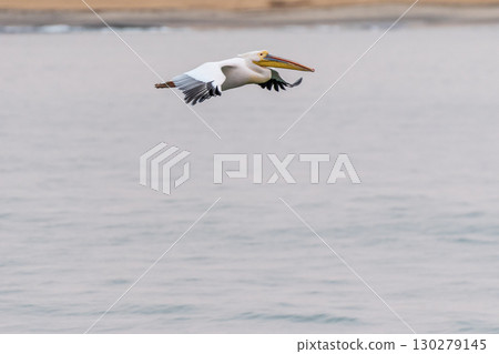 Pelican in Walvis Bay Pelican in Walvis Bay 130279145