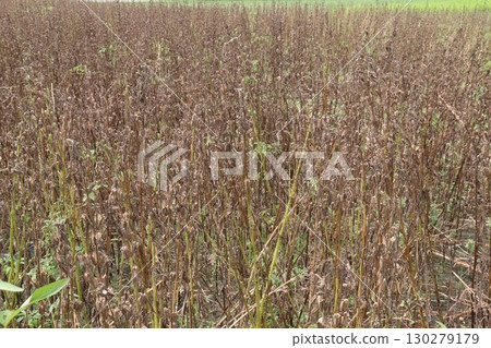 ripe sesame plant on farm for harvest ripe sesame plant on farm for harvest 130279179