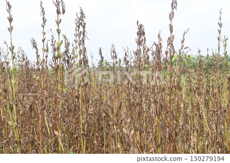 ripe sesame plant on farm for harvest ripe sesame plant on farm for harvest 130279194