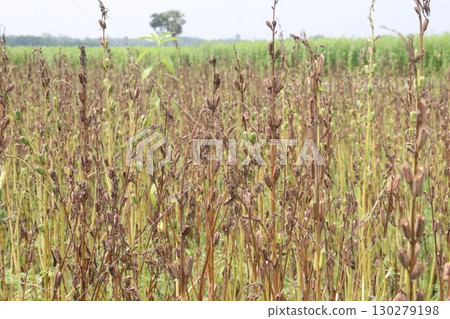 ripe sesame plant on farm for harvest 130279198