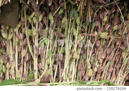 ripe sesame plant on farm for harvest 130279204