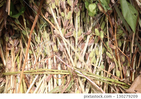 ripe sesame plant on farm for harvest ripe sesame plant on farm for harvest 130279209