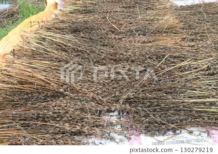 ripe sesame plant on farm for harvest 130279219