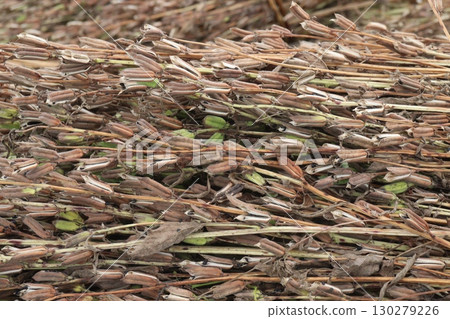 ripe sesame plant on farm for harvest ripe sesame plant on farm for harvest 130279226