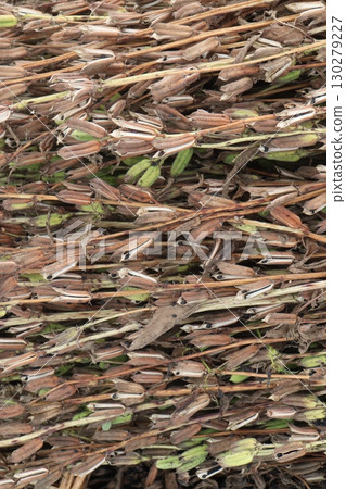 ripe sesame plant on farm for harvest 130279227