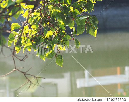 A summer hackberry tree bathed in sunlight filtering through the trees (a hackberry tree with fruit beginning to turn color) 130279230